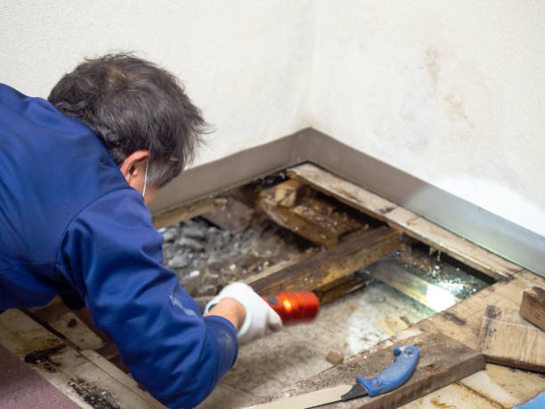 Best White Mold Remediation in Clairton, PA