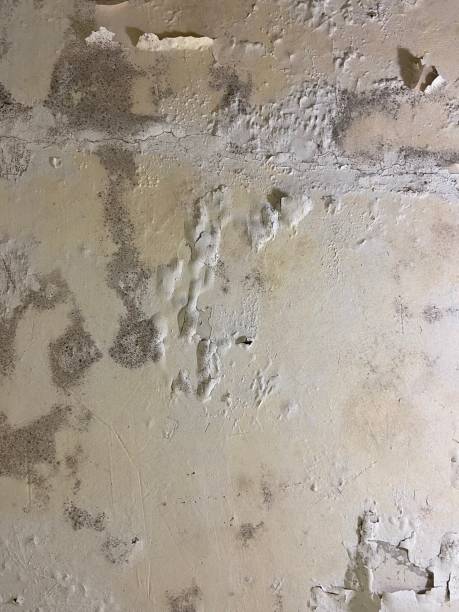 Best Black Mold Remediation in Clairton, PA